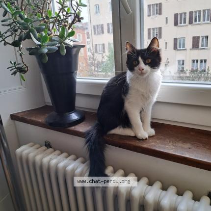 Foto 1/1 Wiedergefundene Katze Verloren in La Chaux De Fonds