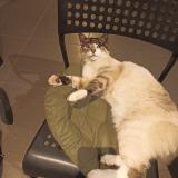 Picture of cat lost at Saint Germain Sur Moine