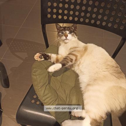 Photo 1/1 Samba Chat lost in Saint germain sur moine