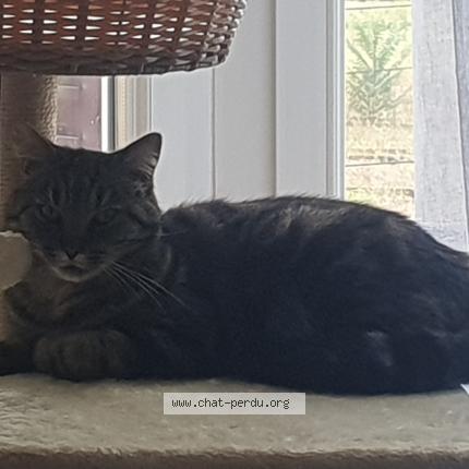 Photo 1/1 Pepito Chat lost in Montlucon