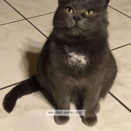 Photo 1/1 Fifi Chat lost in Servigny les raville