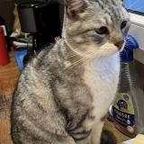 Picture of cat lost at Bretteville Sur Dives