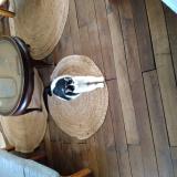 Picture of cat lost at Gueret