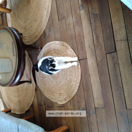 Photo 1/1 Fripouille Chat lost in Gueret