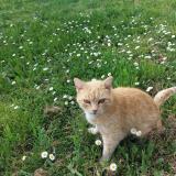 Picture of cat lost at Castera Bouzet