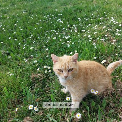 Photo 1/1 Mimi Chat lost in Castera bouzet