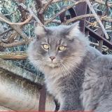 Picture of cat lost at Serignan