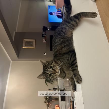 Foto van vermiste kat in Bruxelles