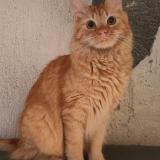 Picture of cat lost at Chas