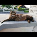Picture of cat lost at Essarts En Bocage
