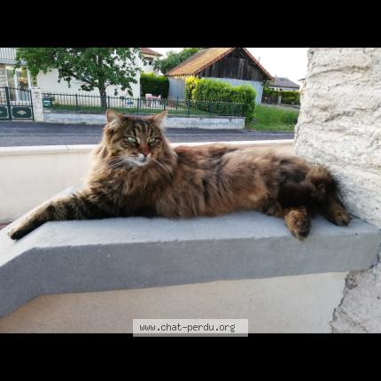 Photo 1/1 Moka Chat lost in Essarts en bocage