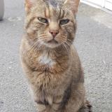 Picture of cat found at Merville