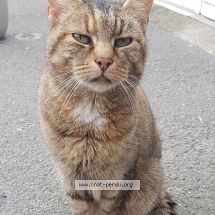 Photo 1/1 Cat reunited Found in Merville