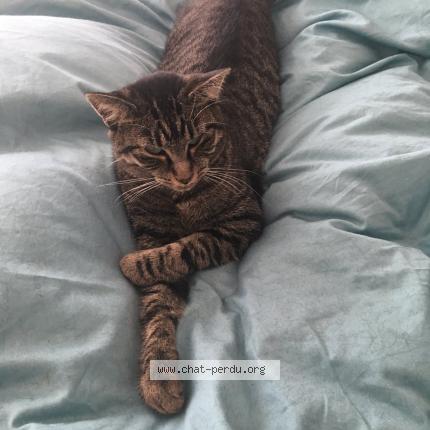 Foto 1/1 Kat teruggevonden Vermist in Bruxelles