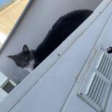 Picture of cat lost at Saint Medard En Jalles