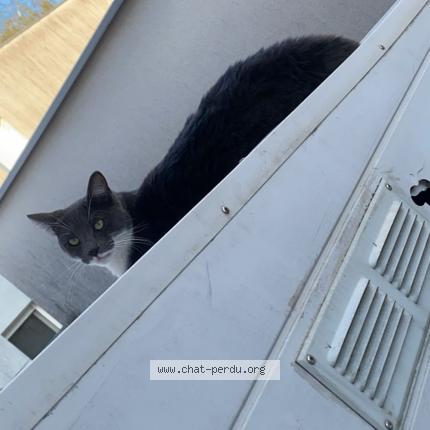 Photo 1/1 Gaby Chat lost in Saint medard en jalles