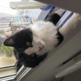 Picture of cat lost at Nimes