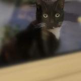 Picture of cat lost at Saran