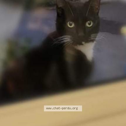 Photo 1/3 Cat reunited Lost in Saran