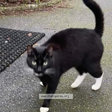 Photo 2/3 Cat reunited Lost in Saran