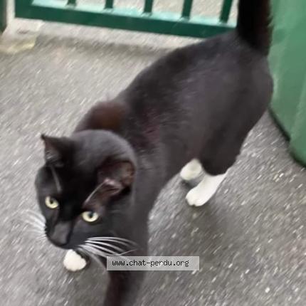 Photo 3/3 Cat reunited Lost in Saran