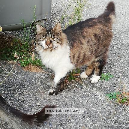 Photo 1/1 Cat reunited Lost in Sourcieux les mines