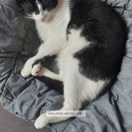 Foto van vermiste kat in Anderlecht
