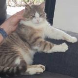 Picture of cat lost at Lorlanges