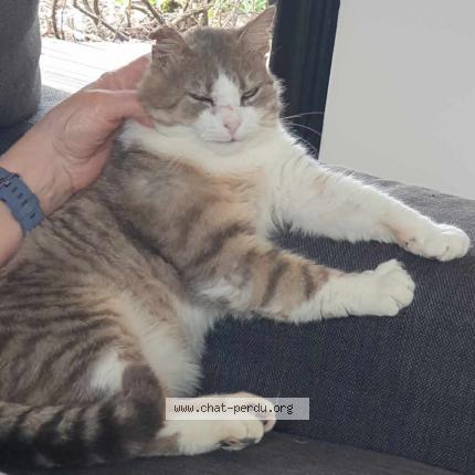 Photo 1/1 Tom Chat lost in Lorlanges