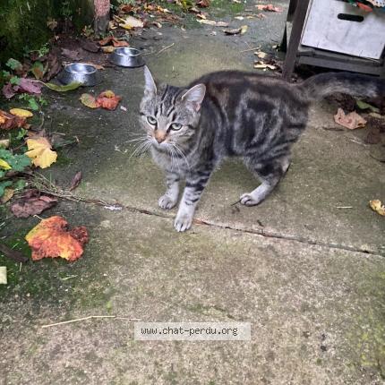 Photo 1/1 Cat reunited Found in Verneuil sur seine