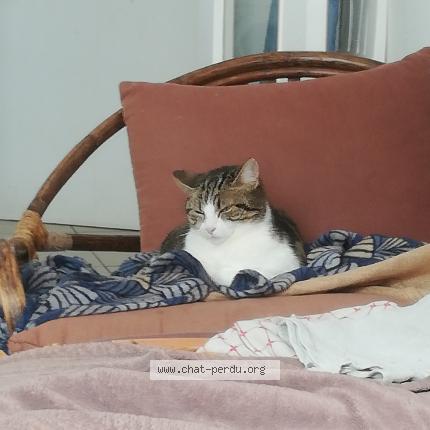 Photo 1/2 Rebelle Chat lost in Rouille