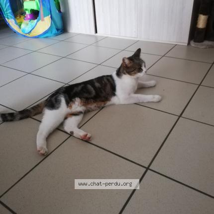 Photo 2/2 Rebelle Chat lost in Rouille