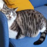 Picture of cat lost at Palaiseau