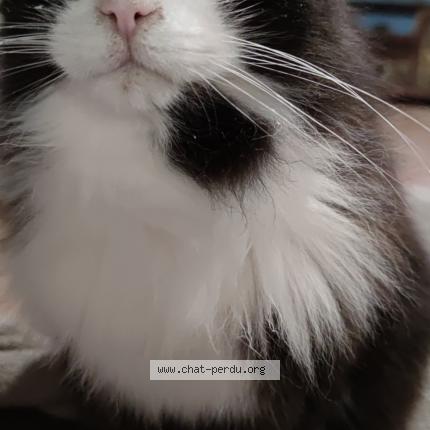 Photo 1/1 Cat reunited Lost in Flassans sur issole