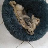 Picture of cat lost at Honfleur