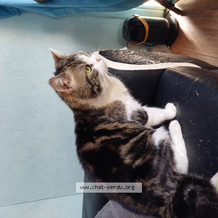 Foto 1/1 Kat teruggevonden Vermist in Ans