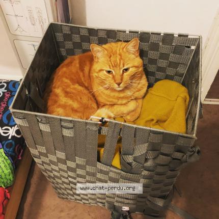 Photo 1/1 Caramel Chat lost in Bellerive sur allier