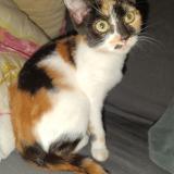 Picture of cat lost at Agen