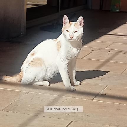 Photo 1/1 Found cat Found in Le thor