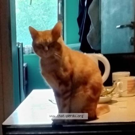 Foto van vermiste kat in Lodelinsart