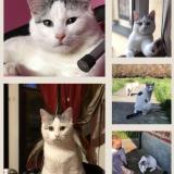 Picture of cat lost at Anzin