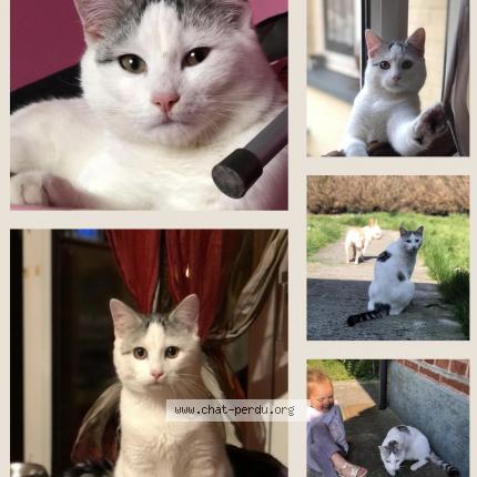 Photo 1/3 Moimoune Chat lost in Anzin