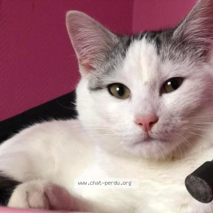 Photo 2/3 Moimoune Chat lost in Anzin