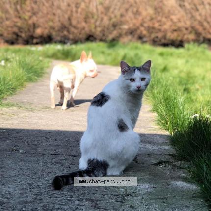 Photo 3/3 Moimoune Chat lost in Anzin