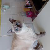 Picture of cat lost at Herouville Saint Clair