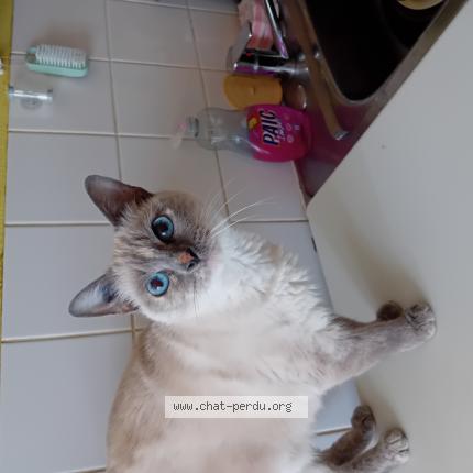 Photo 1/1 JADE Chat lost in Herouville saint clair