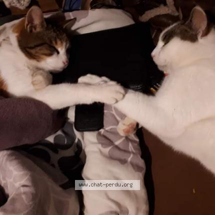 Photo 1/1 Cat reunited Lost in Mancieulles