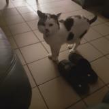 Picture of cat lost at Pecquencourt