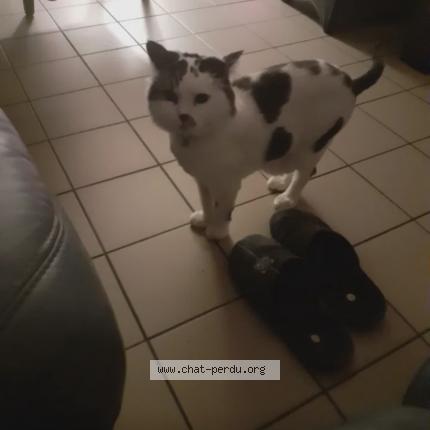 Photo 1/1 FRIPOUILLE Chat lost in Pecquencourt