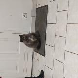 Picture of cat lost at Bu